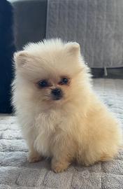Spitz Pomerania