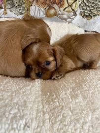 Cavalier King