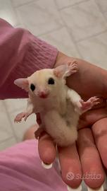 Petauro dello zucchero baby