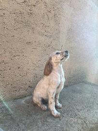 Cuccioli setter inglese