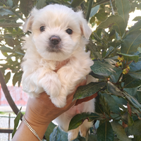 Cucciolata maltesi purissimi