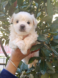 Cucciolata maltesi purissimi