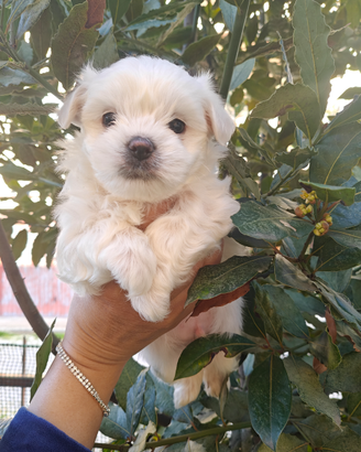 Cucciolata maltesi purissimi
