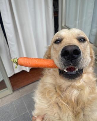 Ti ingravido e scappo - Golden Retriever Maschio