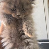 Cucciola british long hair "pele lunghi"