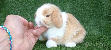 Conigli nani razza Minilop vari colori