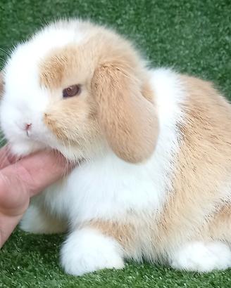 Conigli nani razza Minilop vari colori