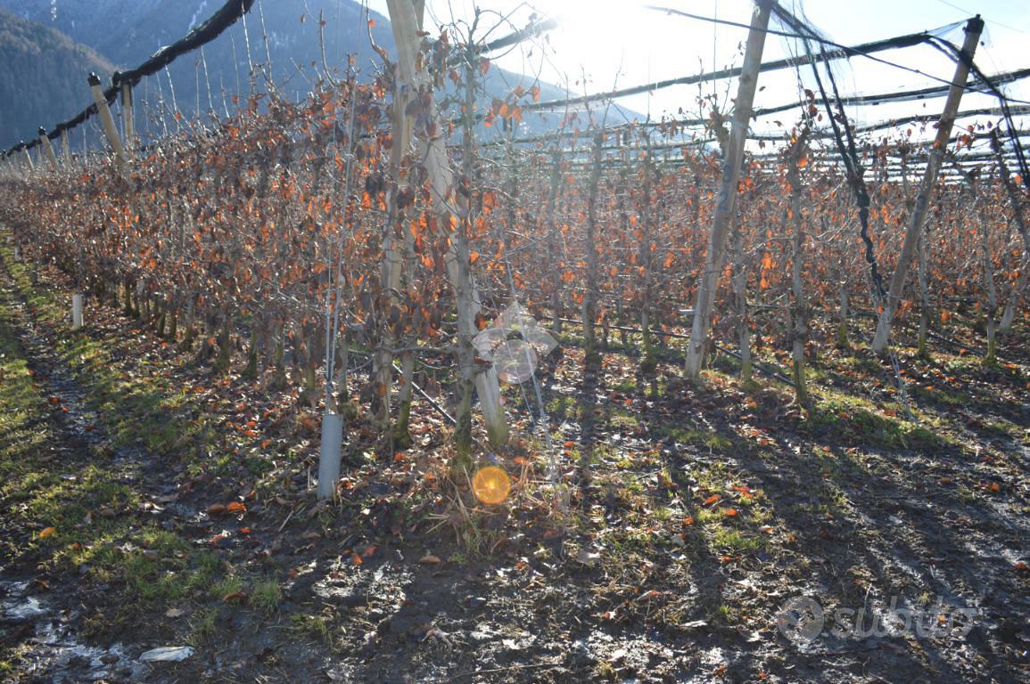 TERRENO A LOVERO - Vista 2