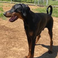 Cucciolone dobermann selezionato