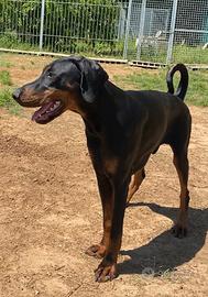 Cucciolone dobermann selezionato