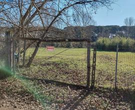 Terreno agricolo Torre del Lago