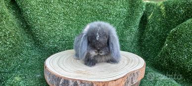 Cuccioli di coniglietto minilop varie colorazioni