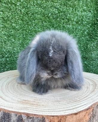 Cuccioli di coniglietto minilop varie colorazioni