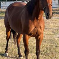 Quarter horse 4 anni