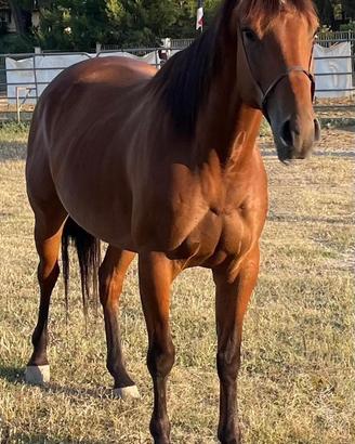 Quarter horse 5 anni