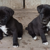 Pastore dell'Asia centrale