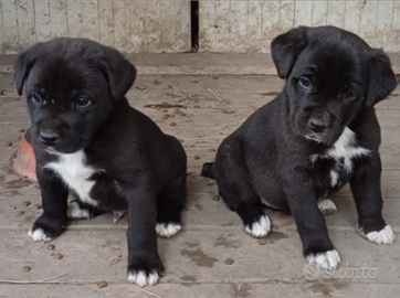 Pastore dell'Asia centrale