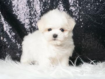 Cucciolo maschio di Maltese