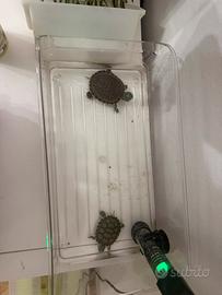 Tartarughe d'acqua e accessori