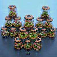 terrarium, idea per Natale