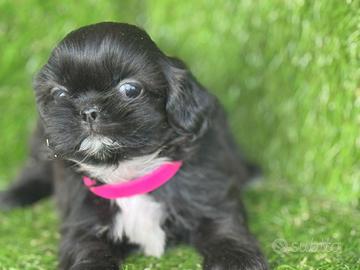 Shih tzu