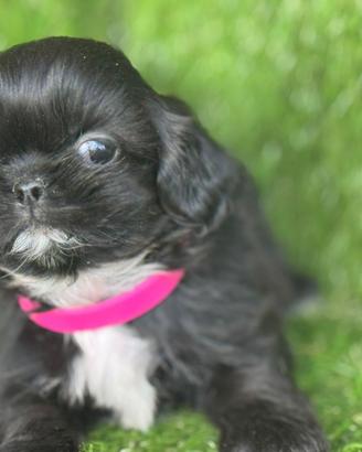 Shih tzu