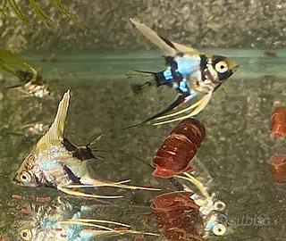 Scalari Piccoli Blue Marble e Koy testa gialla
