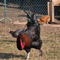 Il Marans Ettore vorrebbe un nuovo pollaio