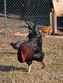 Il Marans Ettore vorrebbe un nuovo pollaio