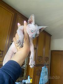 Gattina Sphynx