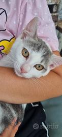 Gattina