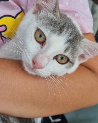 Gattina