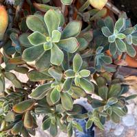 Talee di Echeveria