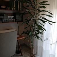 pianta tronchetto 3 rami 