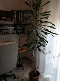 pianta tronchetto 3 rami 