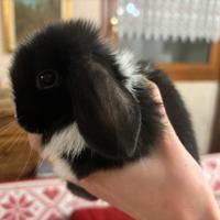 Cucciolo coniglio ariete Minilop