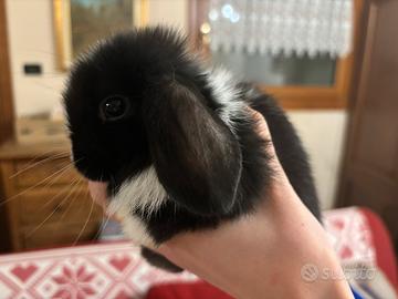 Cucciolo coniglio ariete Minilop