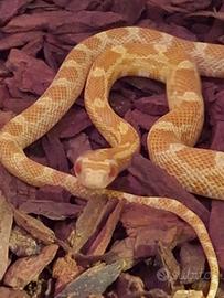 Serpe del grano serpente