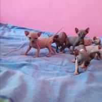 Cuccioli di Canadian Sphynx