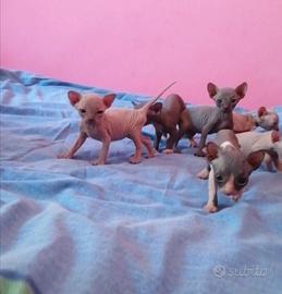 Cuccioli di Canadian Sphynx