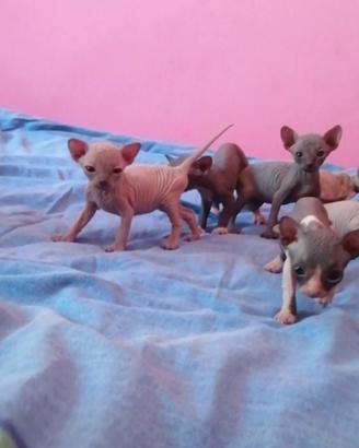 Cuccioli di Canadian Sphynx