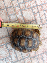 Tartarughe sulcata