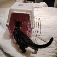 Trasportino per gatti