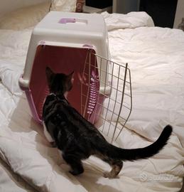 Trasportino per gatti