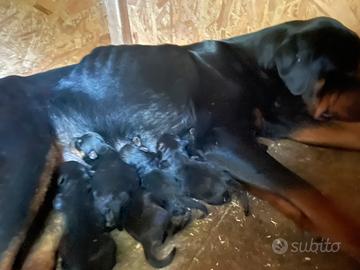 Cuccioli rottweiler