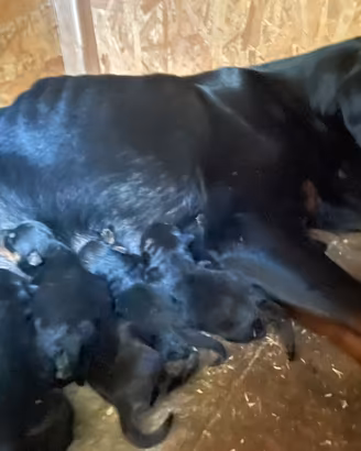 Cuccioli rottweiler