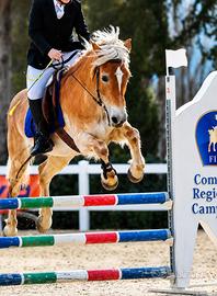 Pony categoria brevetti salto ostacoli