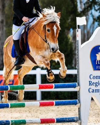 Pony categoria brevetti salto ostacoli