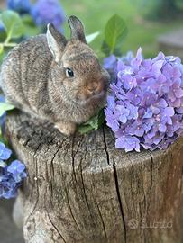 Cuccioli coniglio ariete nano e nano colorato
