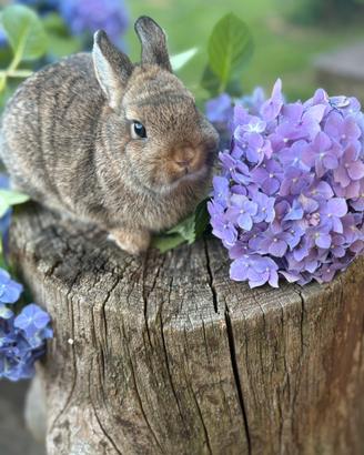 Cuccioli coniglio ariete nano e nano colorato
